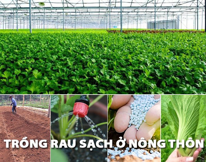 Mô hình trồng rau sạch an toàn ở bản Chung Sơn xã Sơn Thủy 